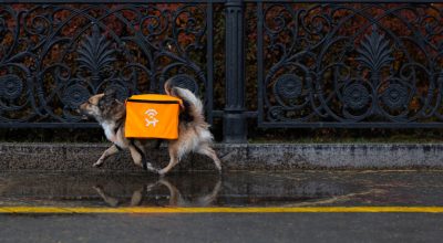 Бездомные собаки в Екатеринбурге теперь раздают Wi-Fi: как это работает и что нужно знать